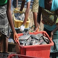 How to Start a Fish Farm in Nigeria & Make Big Profit